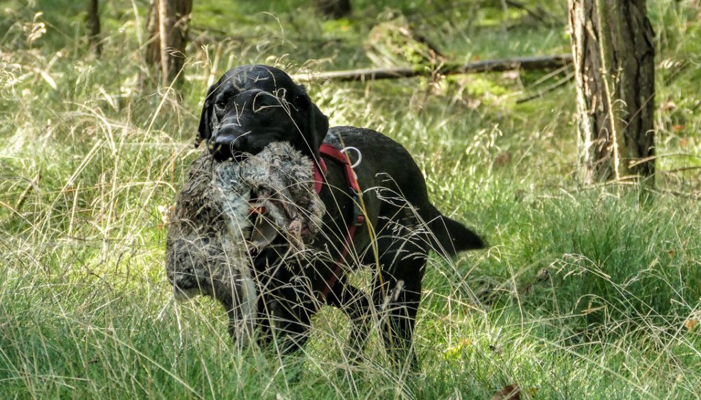 Jagdhundeausbildung