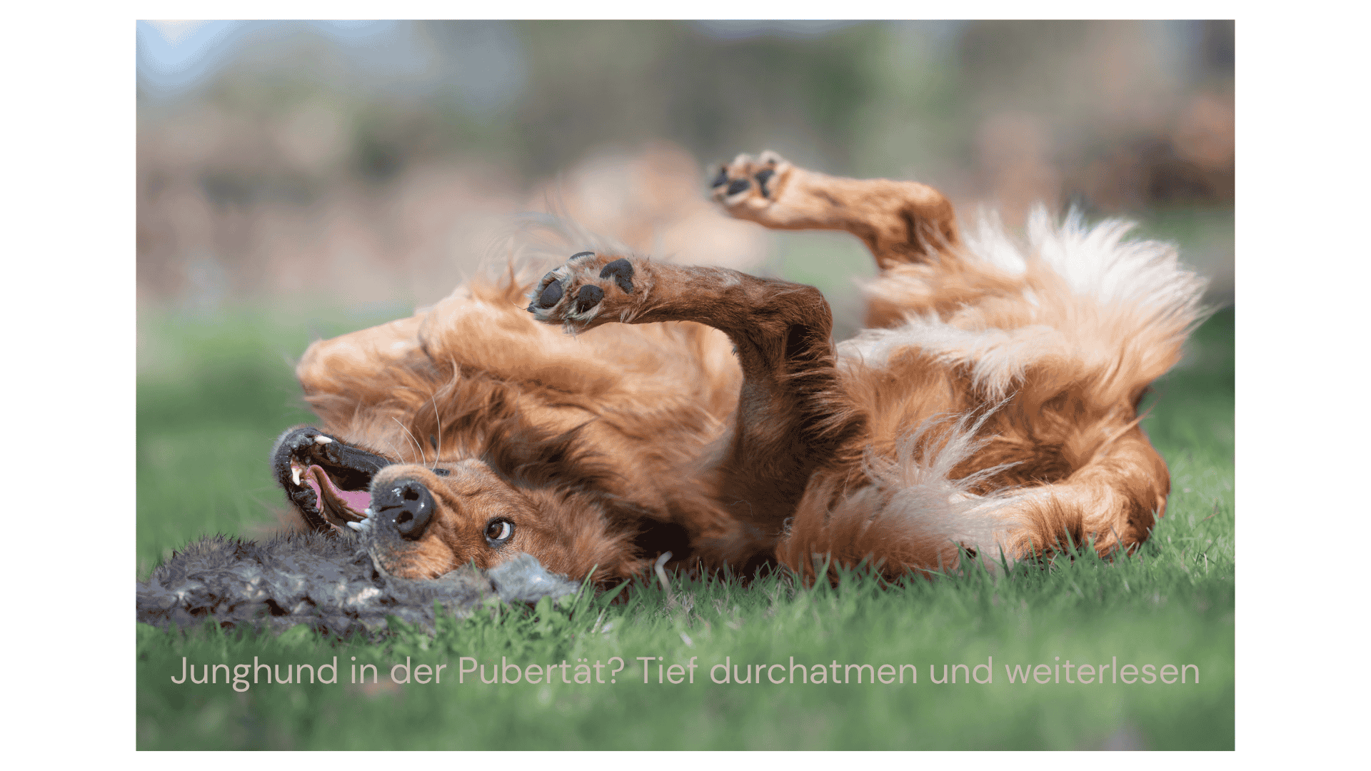 Hund in der Pubertät?