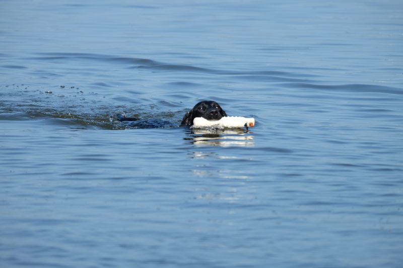 Henry apportiert ein Wasserdummy