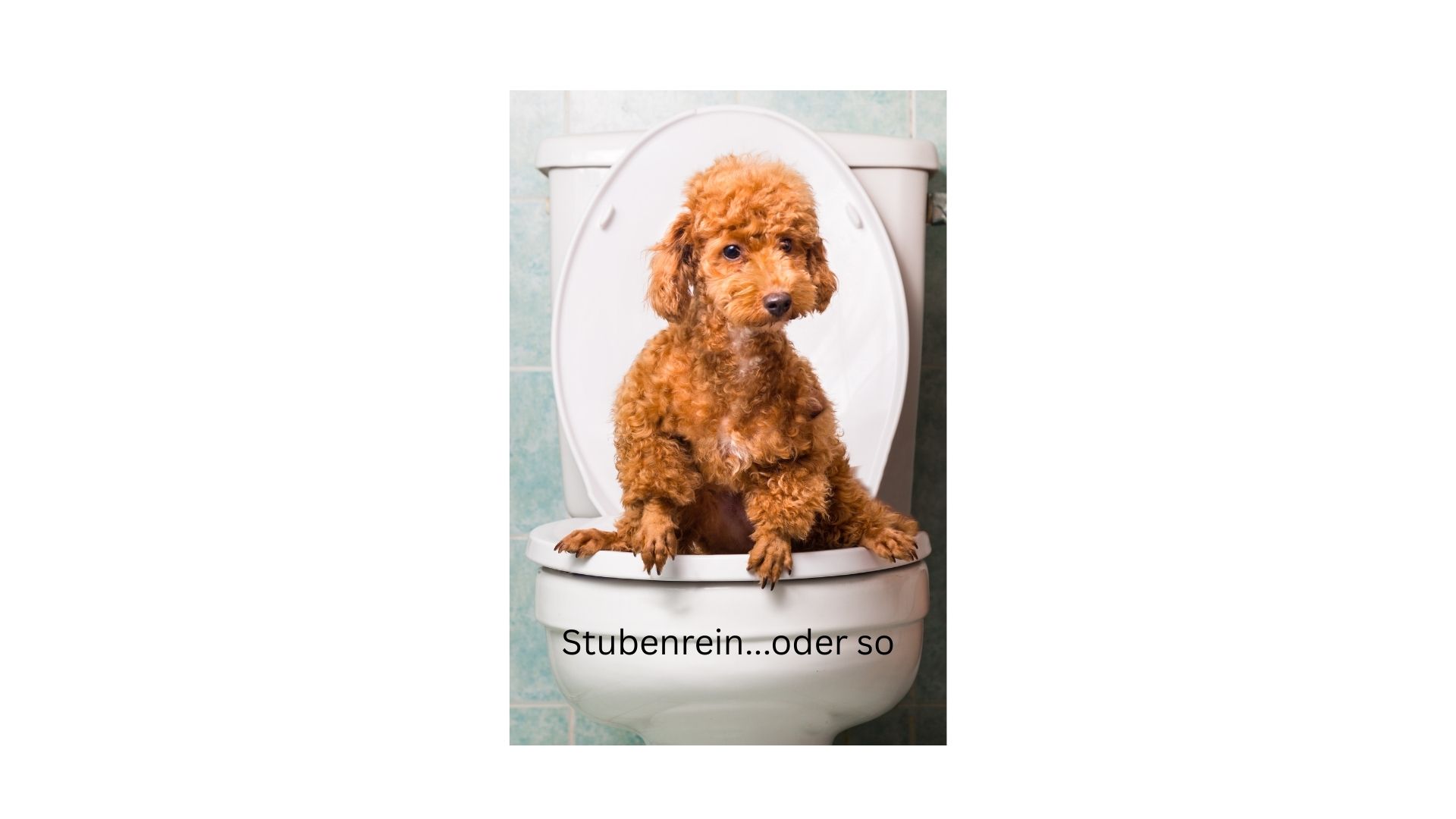 Stubenrein